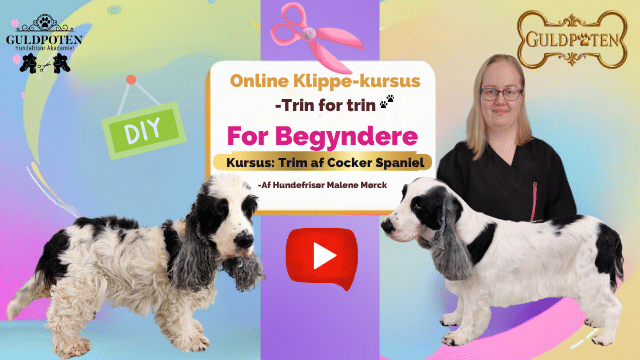 lær at klippe og trimme din egen Cocker Spaniel